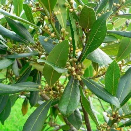 Bay Leaf Pure Essential Oil 4